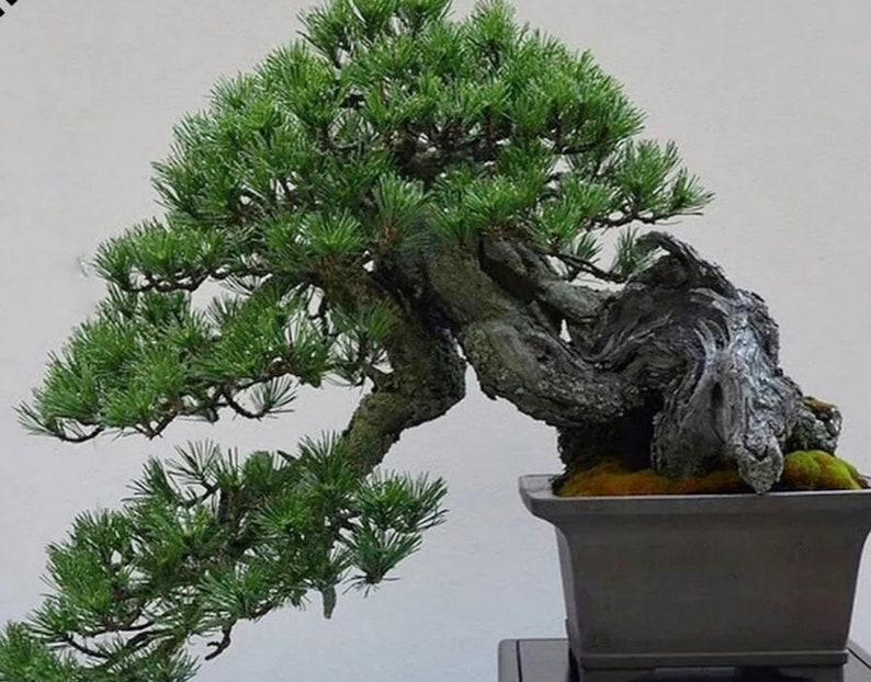 MUGO PINE Pinus Maghus Evergreen Dwarf Tree Coniferous Bonsai, 20 Seeds image 1