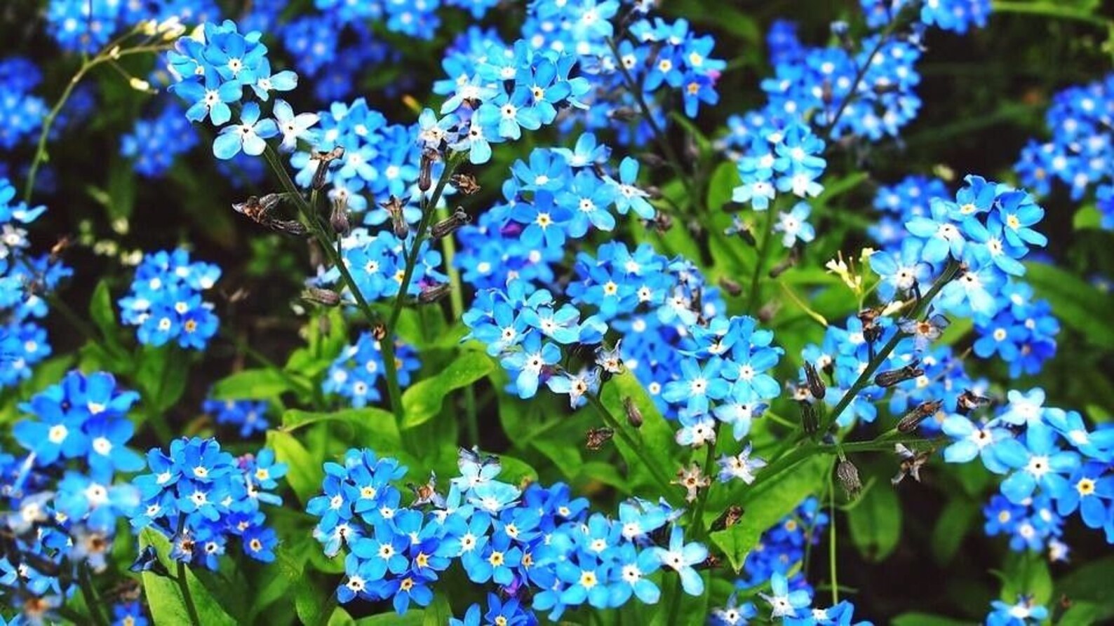 BLUE Me NOT Hardy Perennial Very Easy To Grow Etsy