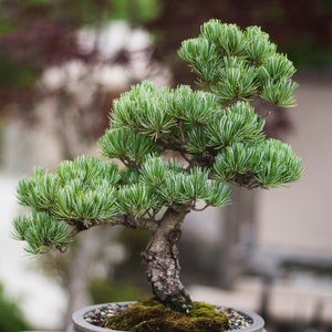 MUGO PINE Pinus Maghus Evergreen Dwarf Tree Coniferous Bonsai, 20 Seeds image 4