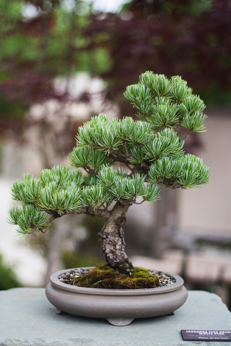 MUGO PINE Pinus Maghus Evergreen Dwarf Tree Coniferous Bonsai, 20 Seeds image 4