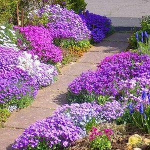 Cascading ROCK CRESS AUBRIETA Mix Hanging Trailing Aubrieta Hardy Perennial, 20 Seeds