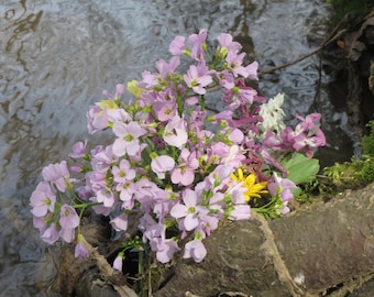 BITTERCRESS, MEADOW CRESS, Cuckoo Flower Cardamine pratensis Perennial, 100 Seeds