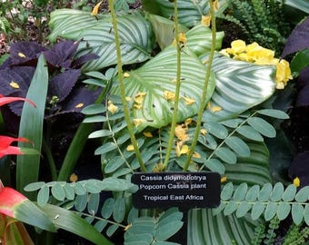 WILD SENNA, POPCORN Bush Cassia didymobotrya Perennial, 10 Seeds