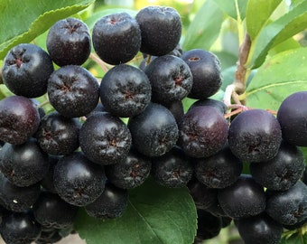 BLACK CHOKEBERRY Aronia Melanocarpa Antioxidant Berry, 10 Rare Seeds