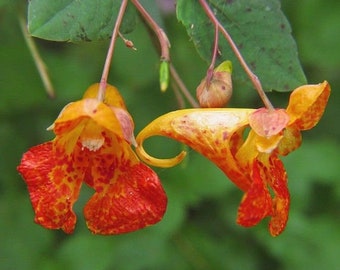 TOUCH ME NOT Jewelweed Impatiens Capensis Popping Orange Red Wildflower, 10 Seeds