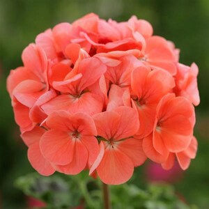 May include: A cluster of coral-coloured geranium flowers in full bloom. The flowers are arranged in a rounded shape, with the petals overlapping each other.