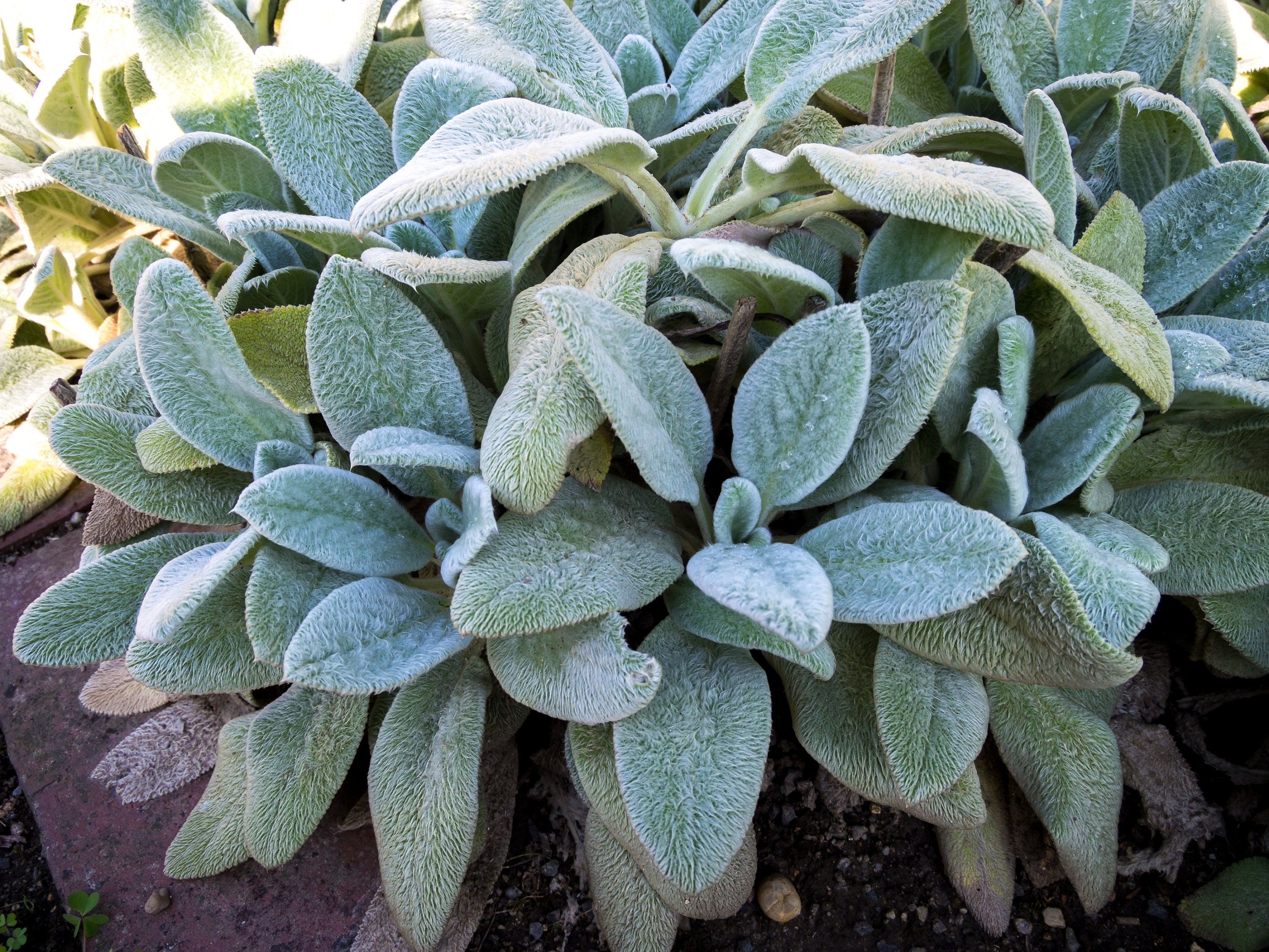 WOOLLY LAMB'S EAR Stachys Byzantina Soft Fuzzy Furry Hairy Etsy UK