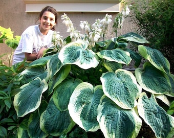 MASSIVE GIANT HOSTA!!! Huge Large Thick Leaves Shade, 20 Seeds