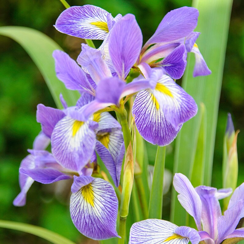 VIRGINIA IRIS Southern Blue Flag Virginica Shrevei Perennial Etsy