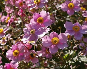 JAPANESE ANEMONE Pink Hupehensis Windflower Thimbleflower 20 Seeds