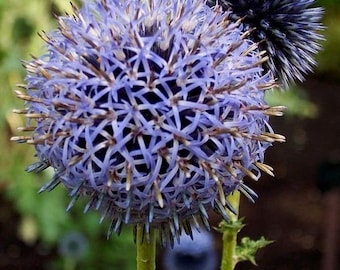 GIANT BLUE GLOW Globe Thistle! Huge Enormous Flowers! Blue Echinops Bannaticus, 6 Seeds