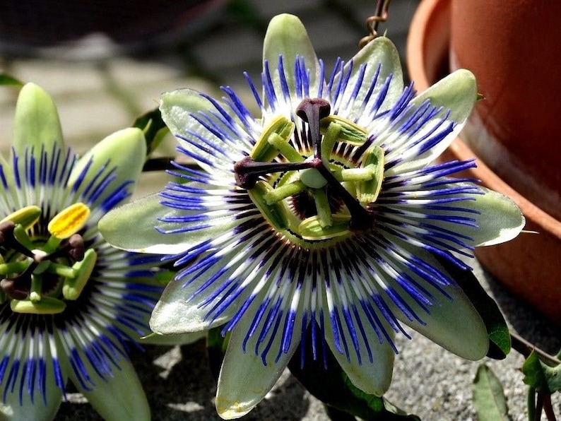 Hardy Blue PASSION FLOWER CAERULEA Vine Passiflora Climbing Etsy