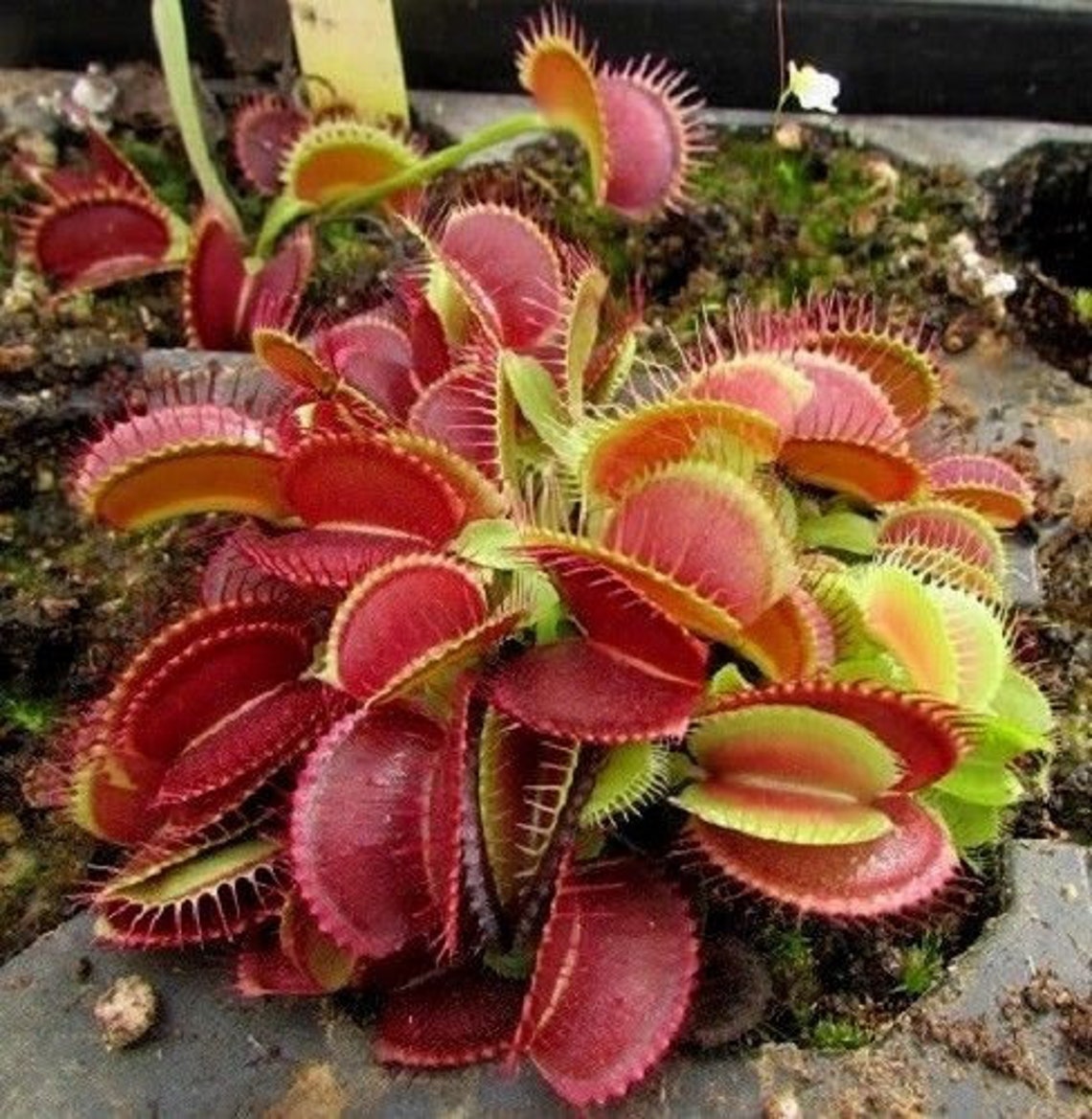 RED TRAPS MIX Venus Flytrap Dionaea Muscipula Carnivorous Fly Etsy