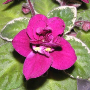 MINIATURE VARIEGATED African Violet Saintpaulia Popular House Plant Easy 10 Rare Seeds image 4