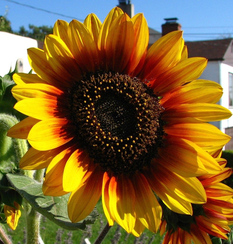SUNFLOWER MIX Helianthus Giant Tiny Red Yellow Orange Double Etsy Canada
