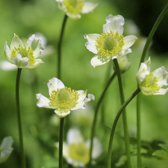 THIMBLEWEED, CANDLE ANEMONE Anemone Cylindrica Native Perennial, 50 Seeds