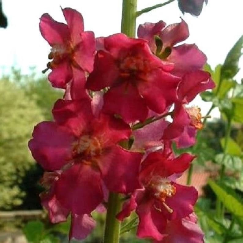 VERBASCUM TEMPTRESS FLOWER Phoeniceum Mix Mullein Perennial Mullien, 30 Seeds image 1