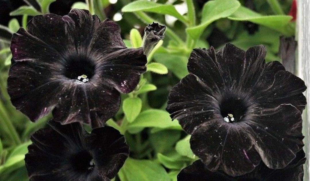 BLACKBERRY PETUNIA Dark Black Pots Planters Baskets 5 Rare - Etsy Canada