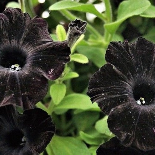 BLACKBERRY PETUNIA Dark Black Pots Planters Baskets, 5 Rare Seeds