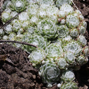 TENUES D'ARAIGNÉES POULES ET POUSSIN Sempervivum Arachnoideum Evergreen Succulent 10 graines image 4