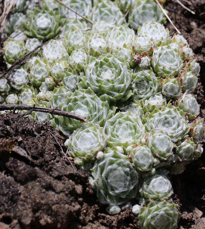 TENUES D'ARAIGNÉES POULES ET POUSSIN Sempervivum Arachnoideum Evergreen Succulent 10 graines image 4