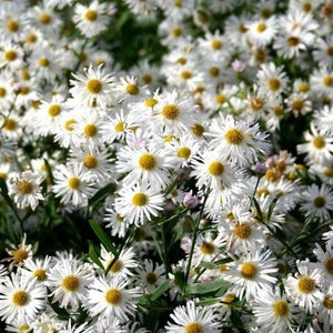 FALSE ASTER Boltonia Asteroides White Fall Showy Hardy Perennial 30 Seeds image 3