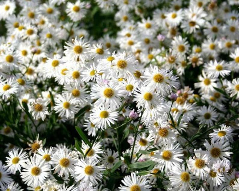 FALSE ASTER Boltonia Asteroides White Fall Showy Hardy Perennial 30 Seeds image 3