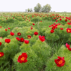 FERN-LEAF PEONY Huge Flowers Paeonia Tenuifolia Hardy Shrub Seeds image 3