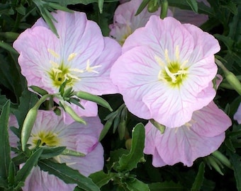 PINK EVENING PRIMROSE Oenothera Hardy Perennial 20 Seeds