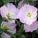 see more listings in the Perennials section