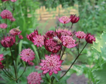 MASTERWORT Astrantia maxima perennial 10 Seeds