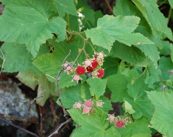 THIMBLEBERRY Rubus parviflorus, 30 Seeds