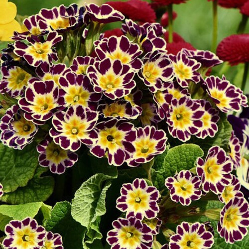 PRIMULA VICTORIAN GOLD Lace Primrose Vulgaris Hardy Flower Shade, 5 Rare Seeds