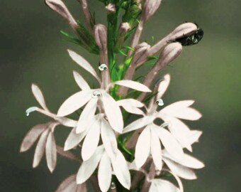 WHITE CARDINAL FLOWER Lobelia cardinalis albiflora Hardy Perennial, 25 Rare Seeds