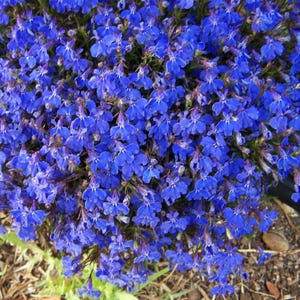 May include: A dense cluster of small, bright blue flowers. The petals are delicate, and the colour is a vivid blue. The image highlights the flowers' texture and the surrounding green foliage, creating a visually appealing display.