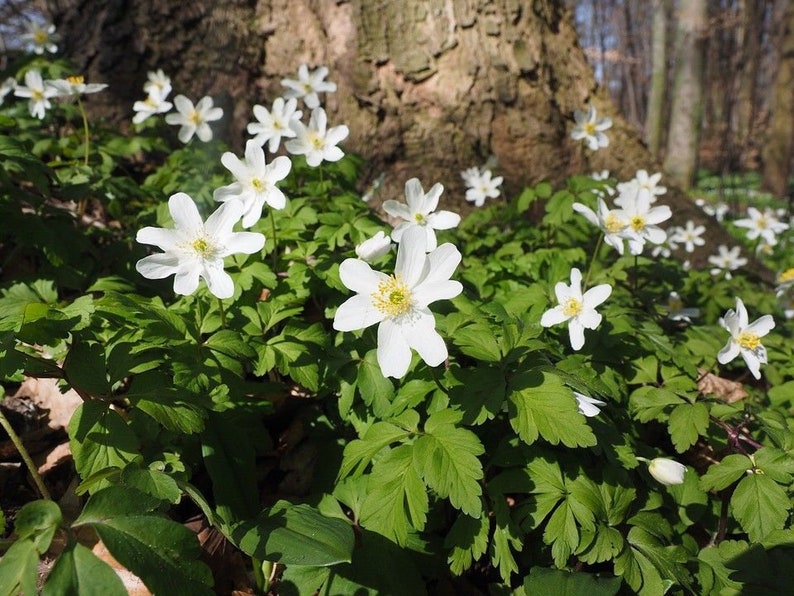WOOD ANEMONE CANADA Canadensis Canadian Wildflower Wild Etsy