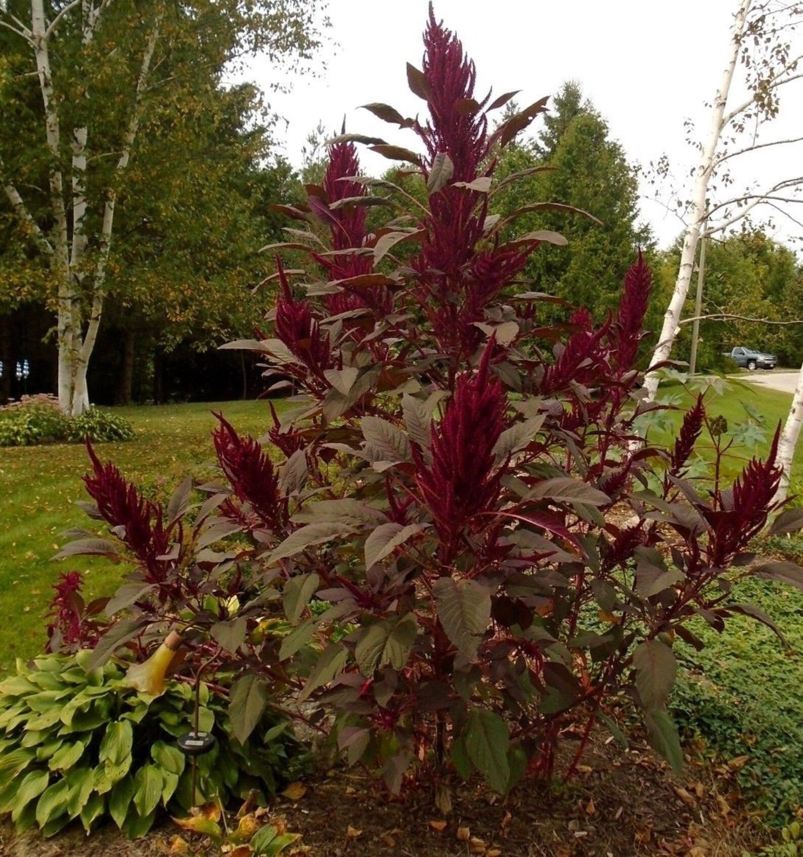 GIANT AMARANTHUS BURGUNDY Red Dark Tall Ornamental Amaranth Etsy