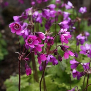 ALPINE BELLS Cortusa Matthioli Hardy Perennial Primula Native, 15 Seeds image 1