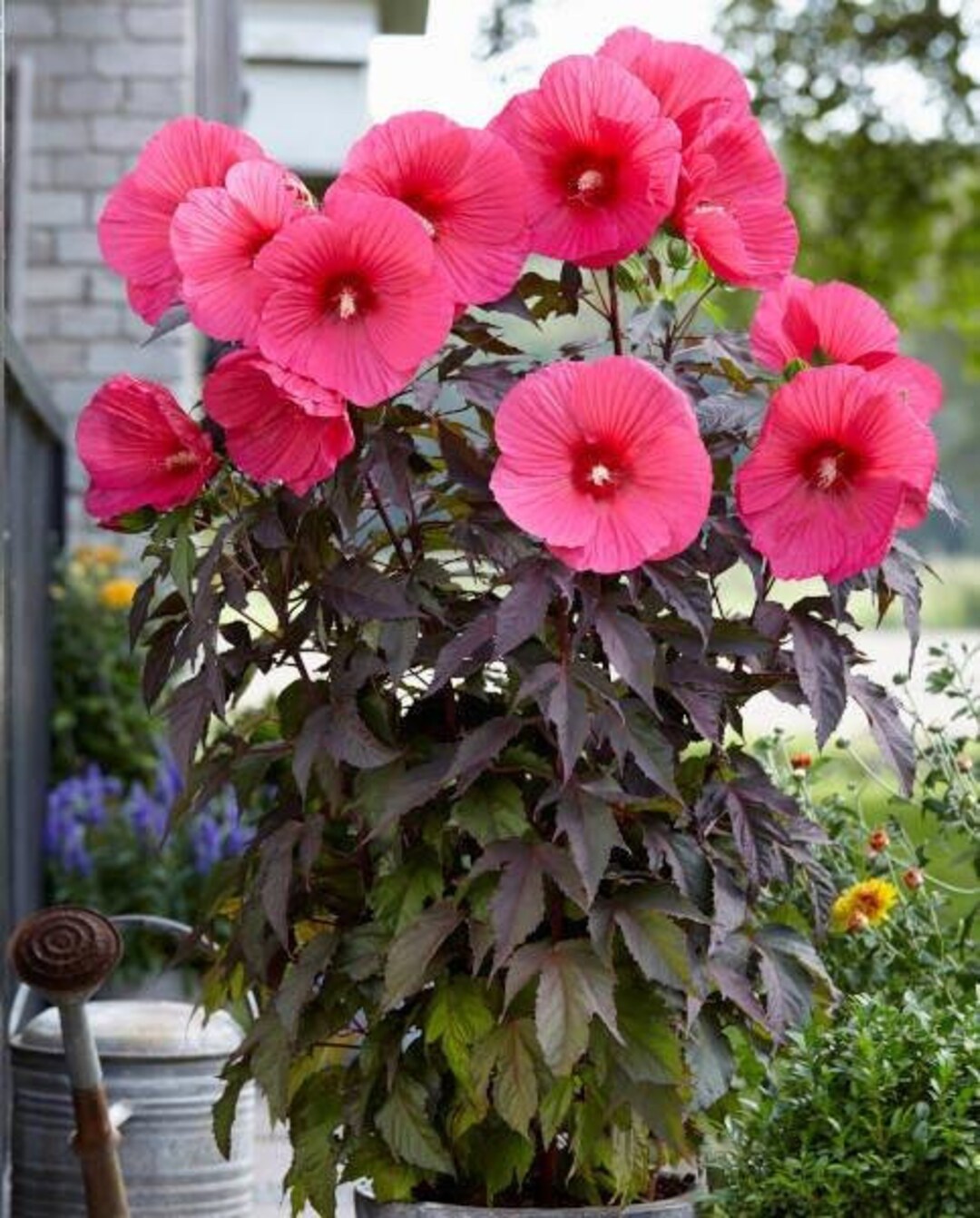 Hot PINK HARDY HIBISCUS Large Rose Mallow Moscheutos Native 3 Rare Seeds Etsy