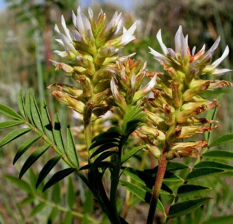 AMERICAN WILD LICORICE Glycyrrhiza Lepidota Perennial 10 Seeds Etsy