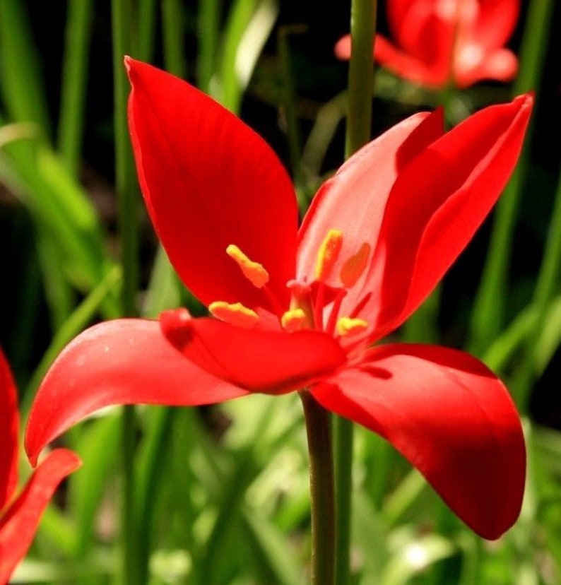 WILD TULIP Naturalizing Wildflower Red Tulipa Sprengeri Forms Etsy Sweden