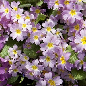 May include: A close-up of a cluster of primrose flowers. The flowers are a soft lavender colour with bright yellow centres. Green leaves are visible between the flowers, creating a natural, vibrant scene.