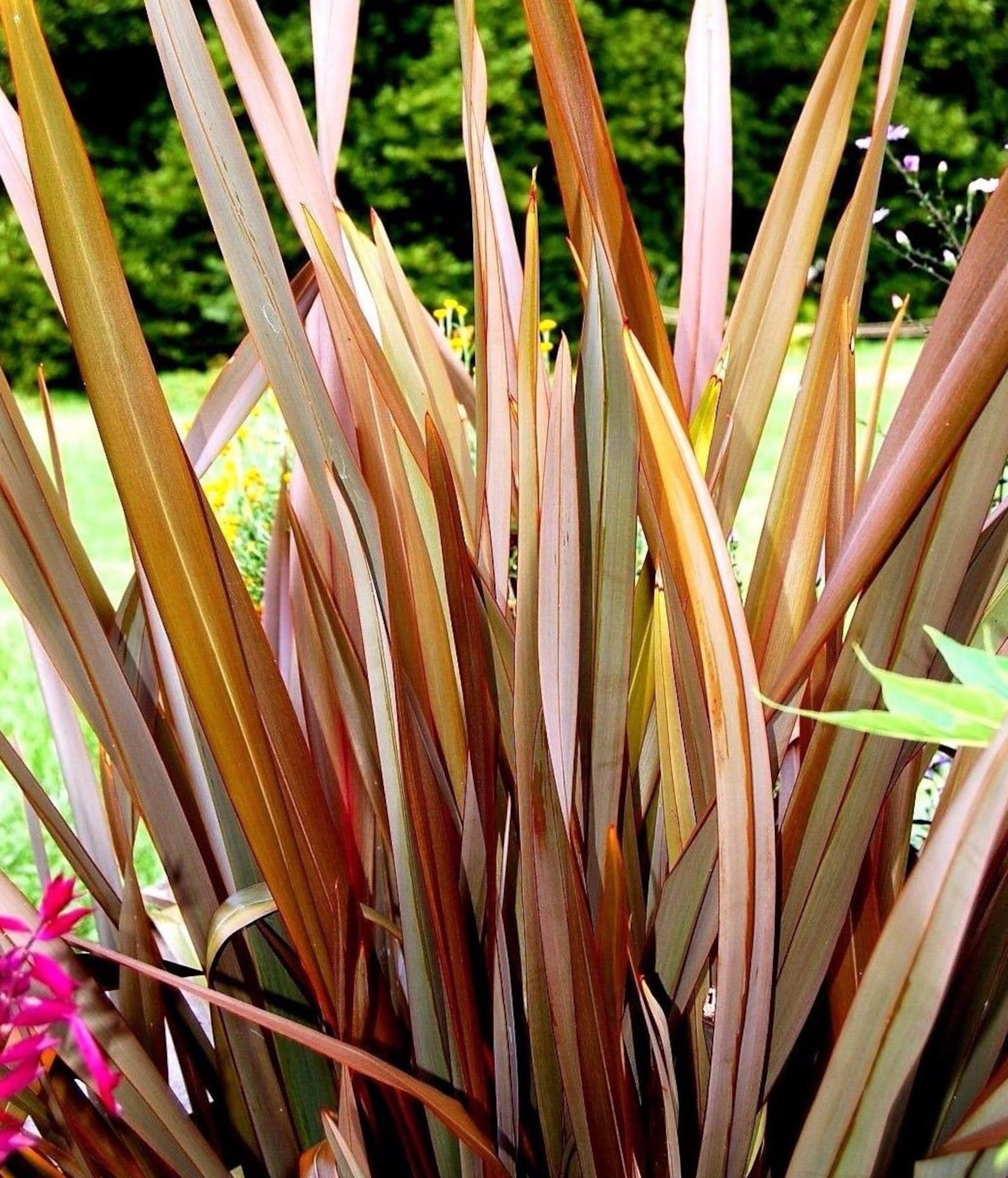 NEW ZEALAND FLAX Mix Phormium Tenax Colorful Grass Hardy Etsy