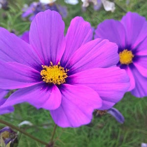 COSMOS 'SONATA PURPLE' Bipinnatus annuel facile à cultiver ! 25 graines