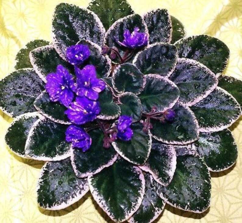 VARIEGATED AFRICAN VIOLET Saintpaulia Popular House Plant Easy 10 Seeds image 5