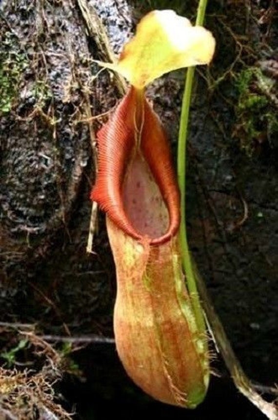 PITCHER PLANT NEPENTHES Ramispina Exotic Carnivorous 5 Rare Seeds