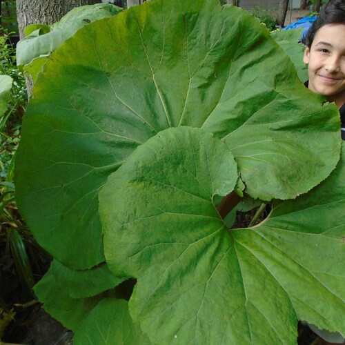 Soin des plantes Fuki