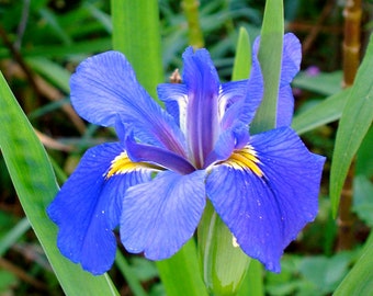 SOUTHERN BLUE FLAG Virginia Iris virginica Perennial Bog Wetland Water Plant, 8 Seeds