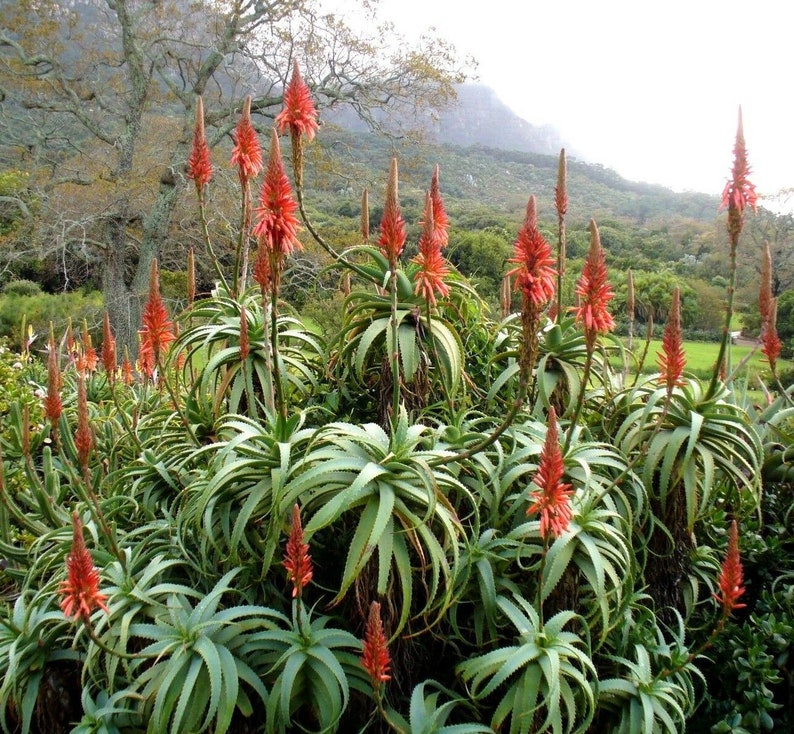 GIANT MADAGASCAR ALOE Malagasy Tree Vaombe Tropical Drought Etsy
