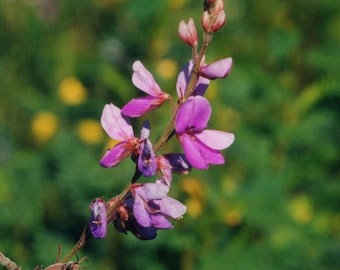 TICK TREFOIL Desmodium canadense Perennial, 100 Seeds